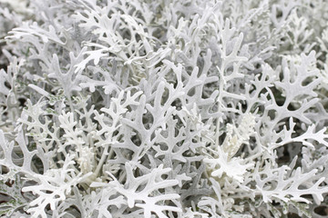 Jacobaea maritima (silver ragwort) plant