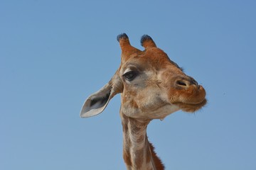 Portrait einer Steppengiraffe (giraffa camelopardalis) im Etosha Nationalpark