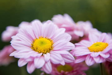 Obraz premium Chrysanthemum flowers