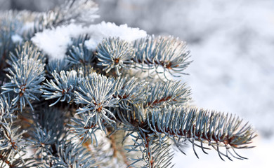 Naklejka na ściany i meble Christmas evergreen tree with snow