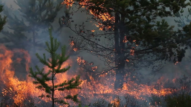 Forest fire in heather. Video appropriate to visualize forest fire in boreal forests or moorlands (heaths).