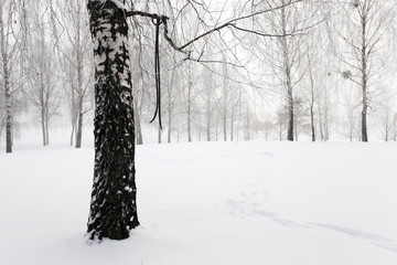 trees in winter   