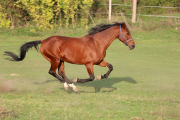 Fototapeta premium Bay colored purebred yearling horse galloping on the meadow