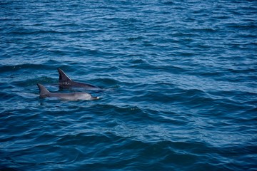 Naklejka premium Delfine im Meer