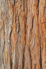 Rinde von Taxodiaceae sequoia sempervirens Nordamerikanischer Mamutbaum