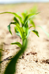   grow green maize 