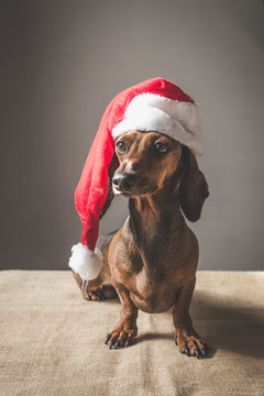 christmas miniature dachshund puppy wearing Santa Claus hat