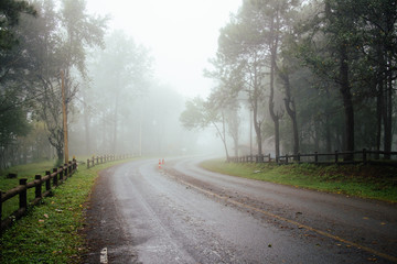 Road through forest with fog and misty