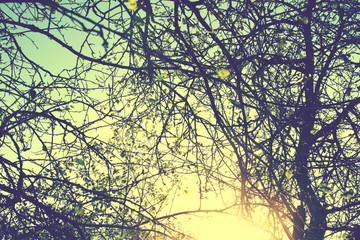 branches and leaves of autumn sun vintage retro film