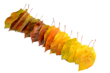 Autumn leaves of an apple tree