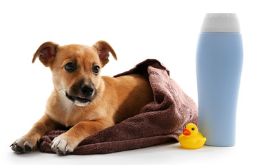 Puppy wrapped in towel, shampoo and toy duck beside it isolated on white