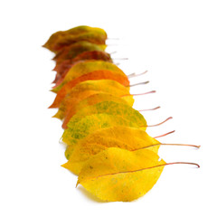 autumn ordered