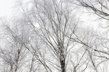 treetops .  winter season