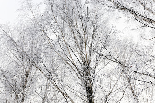 Fototapeta treetops .  winter season