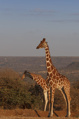 Reticulated Giraffe in Kenya, East Africa