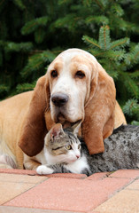 Dog and cat - 94853400