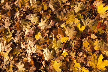   trees in the autumn  
