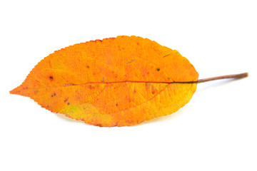 Fototapeta premium red leaf