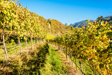 Fototapeta na wymiar Herbst in Villnoesstal