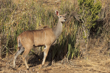 Female Kudu Antelope