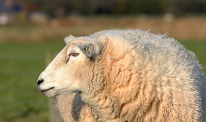 Sheep on the pasture!!!