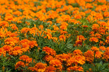 Field of orange carnations
