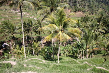 Reisterrassen mit Palmen