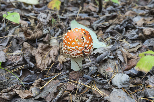 worm-eaten mushrooms among the dry leaves