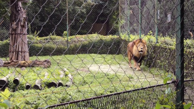 Lion walking behind the wire fence
