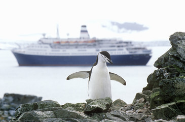 Cruise ship Marco Polo and Chinstrap penguin (Pygoscelis antarctica) at Half Moon Island, Bransfield Strait, Antarctica