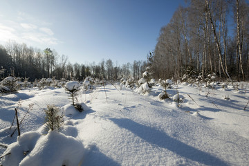  tree in winter