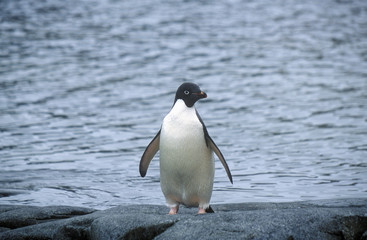 Naklejka premium Daley Penguin, Paradise Harbor, Antarctica