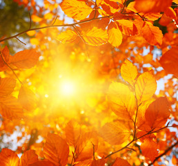 Autumn leaves