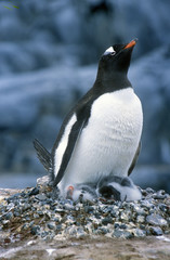 Gentoo penguins and chicks (Pygoscelis papua) at rookery in Paradise Harbor, Antarctica