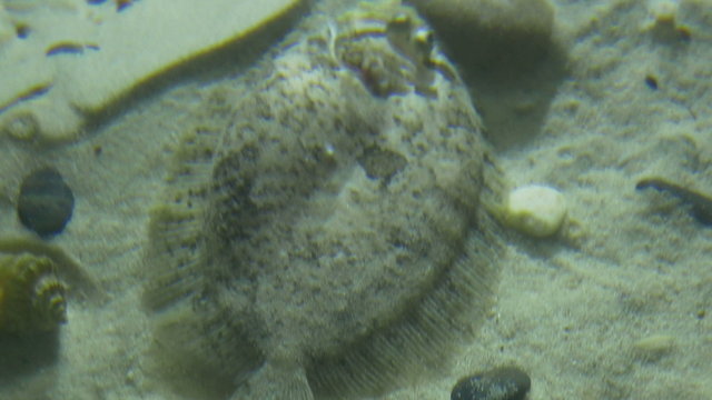 A turbot fish near the water bottom.