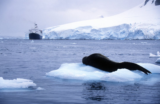 Southern sea lion sleeping on ice floe with glaciers and icebergs in Paradise Harbor, Antarctica