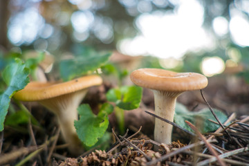 Funghi nel bosco