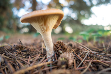 Funghi nel bosco