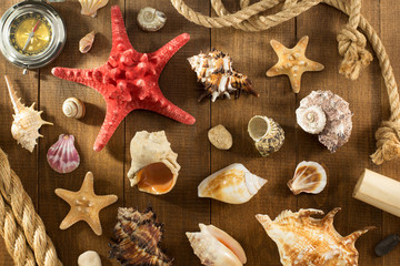 seashell on wooden background
