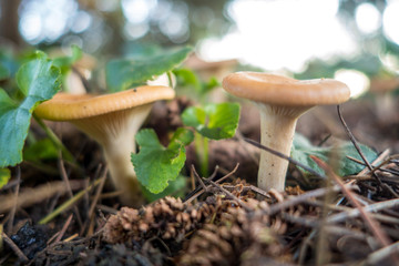 Funghi nel bosco
