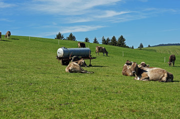 Weide im Allgäu mit Kühen