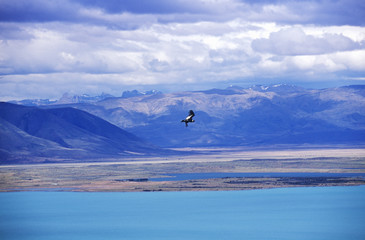 Fototapeta na wymiar Condor in flight and Andes Mountains near El Calafate, Patagonia, Argentina