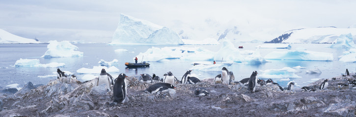 Panoramic view of Gentoo penguins with chicks (Pygoscelis papua), glaciers and icebergs in Paradise Harbor, Antarctica
