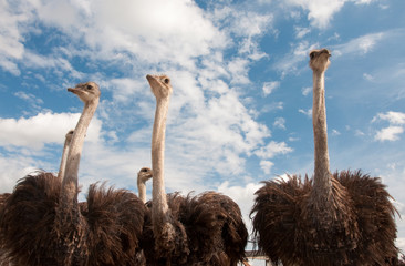 African ostriches