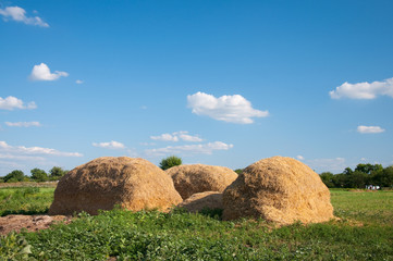 Hay bales on a green summer field. Country landscape
