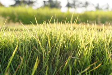 Fresh grass background