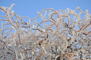 Tree branches covered with ice crust