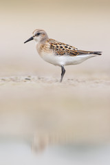 Little stint (Calidris minuta)