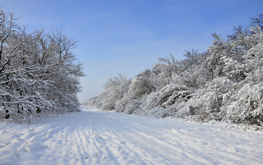 Winter landscape - a country road through trees covered with snow