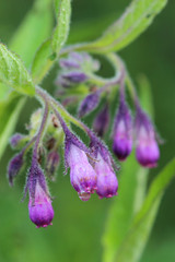 Flowers of houndstongue covered morning dew